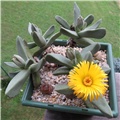 Pleiospilos compactus fergusoniae